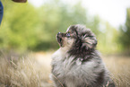 Pomeranian puppy
