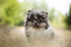 Pomeranian puppy