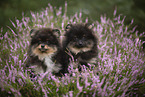 Pomeranian puppy
