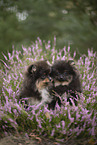 Pomeranian puppy