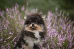 Pomeranian puppy
