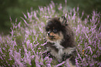 Pomeranian puppy