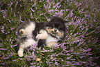 Pomeranian puppy