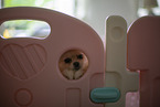 Pomeranian puppy in kennel