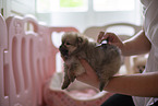 Pomeranian puppy in kennel