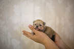 Pomeranian in second week of life
