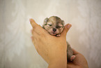 Pomeranian in second week of life