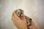 Pomeranian in second week of life