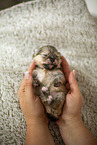 Pomeranian in second week of life