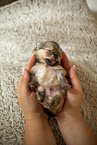Pomeranian in second week of life