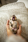 Pomeranian in second week of life