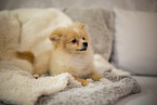 Pomeranian an blanket