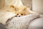 Pomeranian an blanket