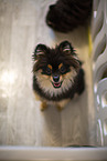 Pomeranian puppy in kennel