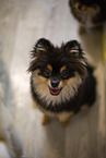 Pomeranian puppy in kennel