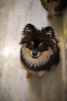 Pomeranian puppy in kennel