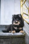 Pomeranian puppy