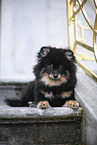 Pomeranian puppy
