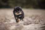 Pomeranian puppy