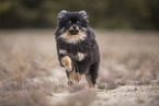 Pomeranian puppy