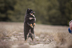 Pomeranian puppy