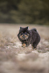 Pomeranian puppy