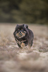 Pomeranian puppy