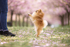 Pomeranian puppy in cherry blossom