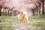 Pomeranian puppy in cherry blossom