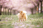 Pomeranian puppy in cherry blossom