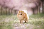 Pomeranian puppy in cherry blossom