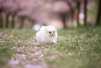 Pomeranian puppy in cherry blossom
