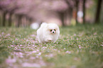 Pomeranian puppy in cherry blossom