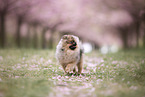 Pomeranian puppy in cherry blossom