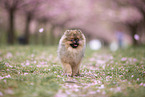 Pomeranian puppy in cherry blossom