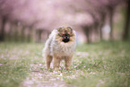 Pomeranian puppy in cherry blossom