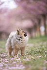 Pomeranian puppy in cherry blossom
