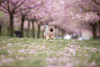 Pomeranian puppy in cherry blossom