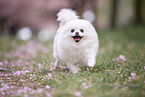 Pomeranian puppy in cherry blossom