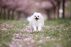 Pomeranian puppy in cherry blossom