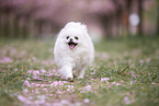 Pomeranian puppy in cherry blossom