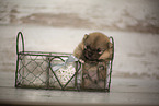 young Pomeranian