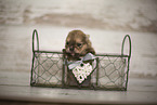 young Pomeranian