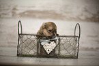 young Pomeranian
