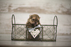 young Pomeranian