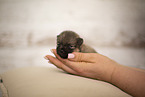 young Pomeranian