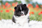 Pomeranian