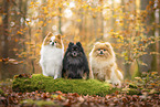 Pomeranian at autumn
