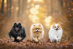 Pomeranian at autumn