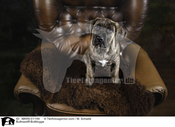 Bullmastiff-Bulldogge / MARS-01149